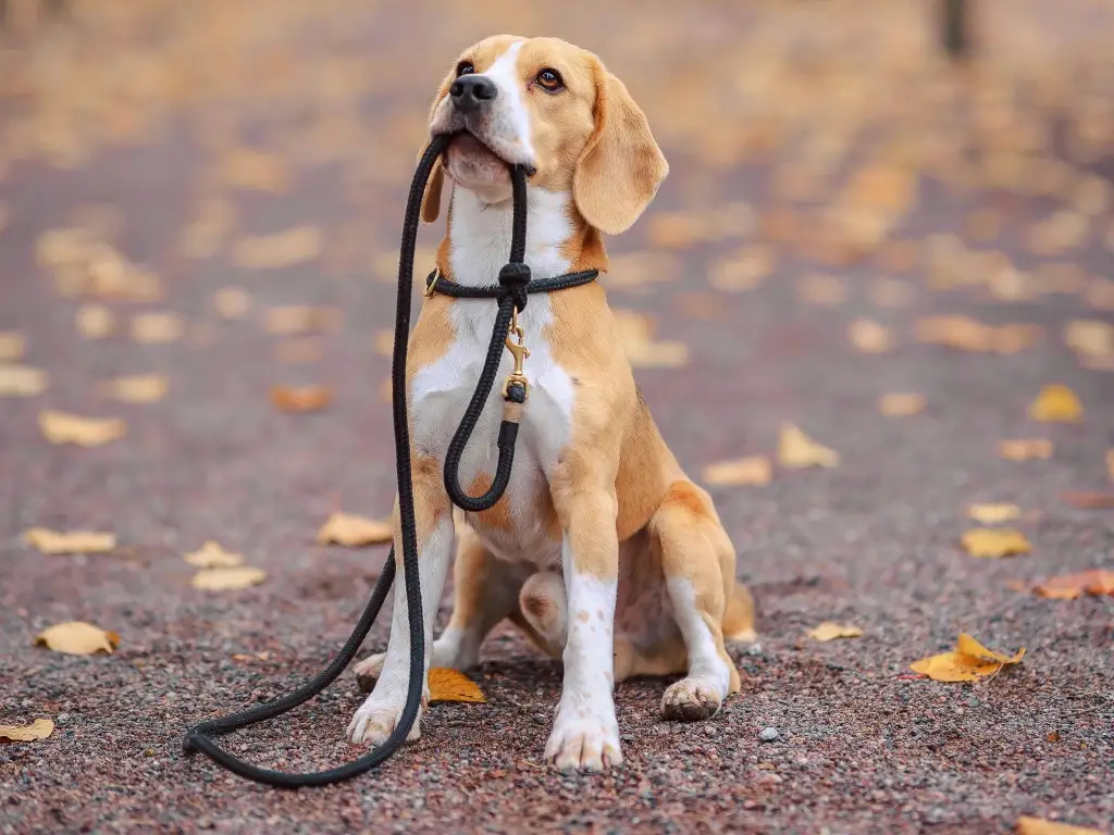 Lead Walking